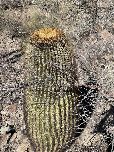 Ferocactus diguetii, photographed by Sula Vanderplank