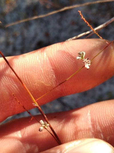 Polygonella basiramia, photographed by Scott Ward