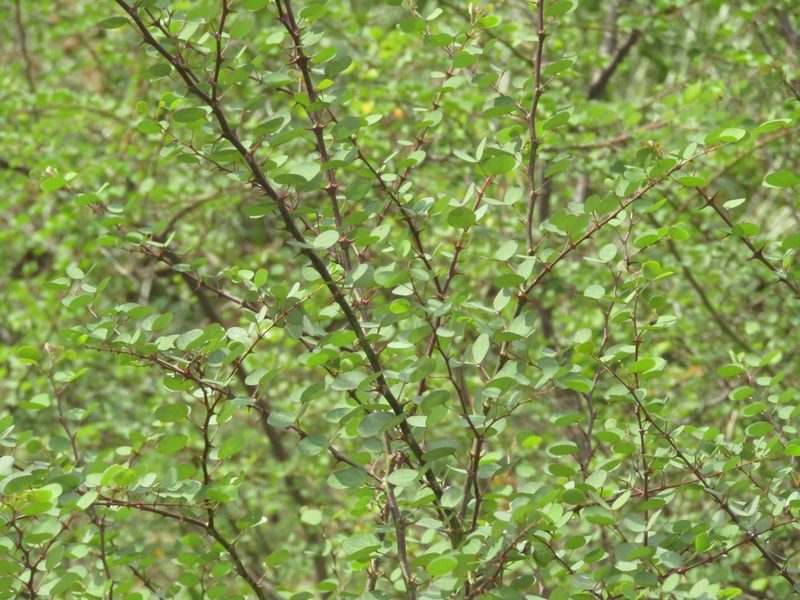Bauhinia bauhinioides, photographed by Breno Figueiredo