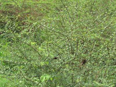 Bauhinia bauhinioides, photographed by Breno Figueiredo
