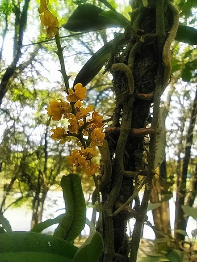 Trichocentrum pumilum, photographed by Fabiele S. Beltramin