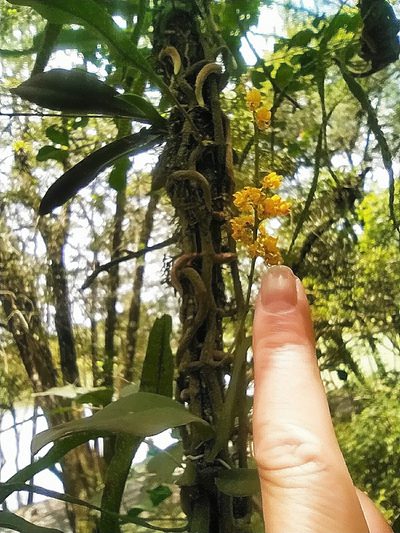 Trichocentrum pumilum, photographed by Fabiele S. Beltramin