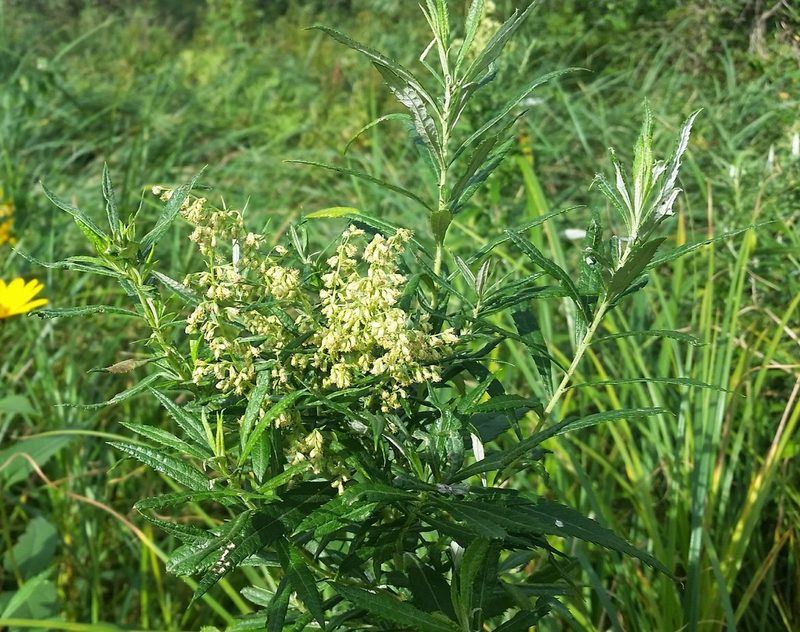 Artemisia serrata, photographed by aarongunnar