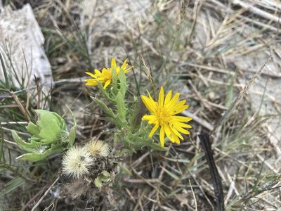 Rayjacksonia phyllocephala, photographed by Reid Hardin