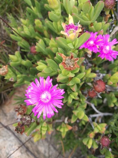 Ruschia knysnana, photographed by chrishorak