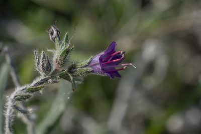 Echium angustifolium, photographed by Eleftherios Katsillis