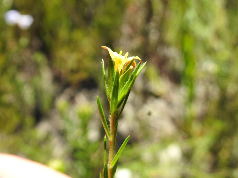 Gnidia simplex, photographed by Matthew Fainman