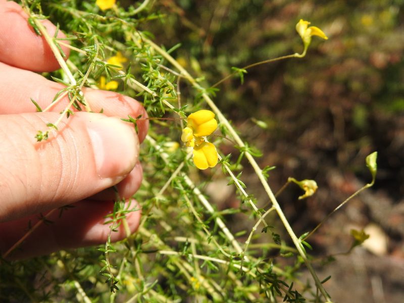 Aspalathus serpens, photographed by Matthew Fainman