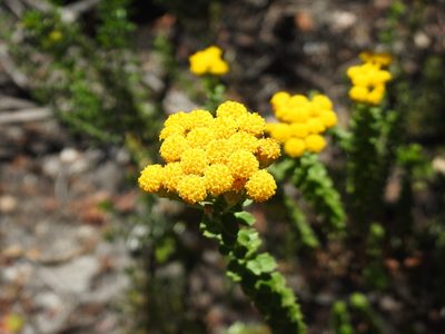 Athanasia dentata, photographed by Matthew Fainman