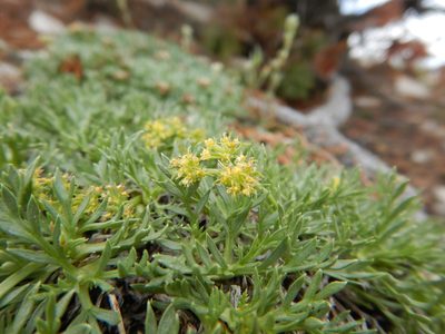 Shoshonea pulvinata, photographed by Matt Lavin