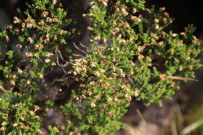 Erica diosmifolia, photographed by Tony Rebelo