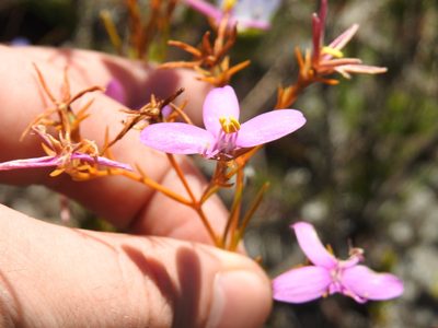 Chironia linoides, photographed by Matthew Fainman