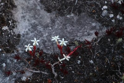 Crassula obtusa, photographed by Tony Rebelo