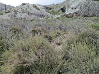 Panicum cupressifolium, photographed by bat (Maria Vorontsova)