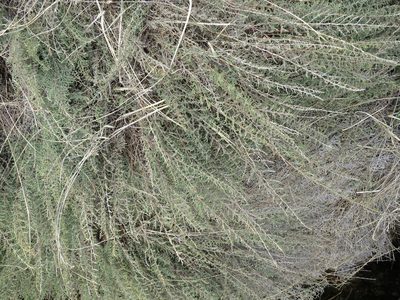 Panicum cupressifolium, photographed by bat (Maria Vorontsova)