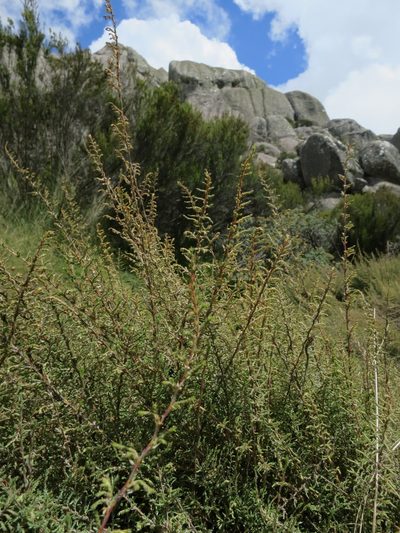 Panicum cupressifolium, photographed by bat (Maria Vorontsova)