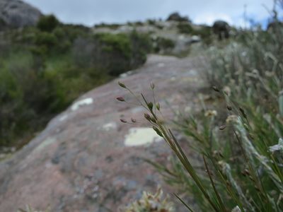 Panicum spergulifolium, photographed by bat (Maria Vorontsova)