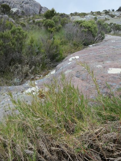 Panicum spergulifolium, photographed by bat (Maria Vorontsova)