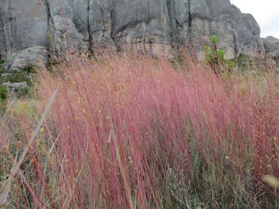 Panicum spergulifolium, photographed by bat (Maria Vorontsova)