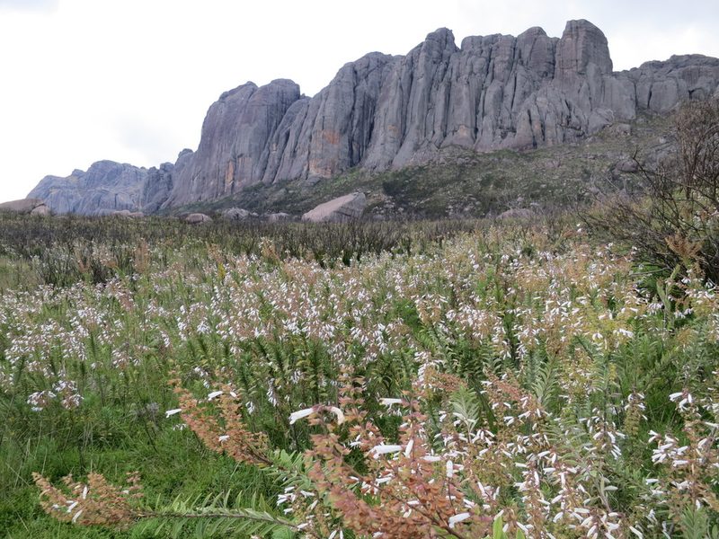 Salvia leucodermis, photographed by bat (Maria Vorontsova)