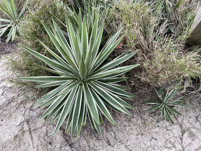 Agave angustifolia, photographed by Reid Hardin
