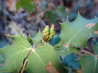 Berberis dictyota, photographed by George Williams