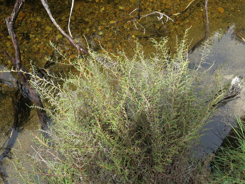 Panicum cupressifolium, photographed by bat (Maria Vorontsova)