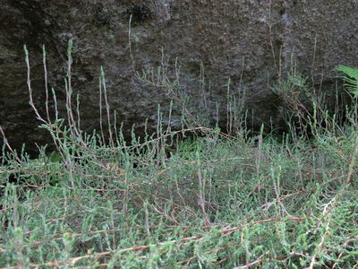 Panicum cupressifolium, photographed by bat (Maria Vorontsova)
