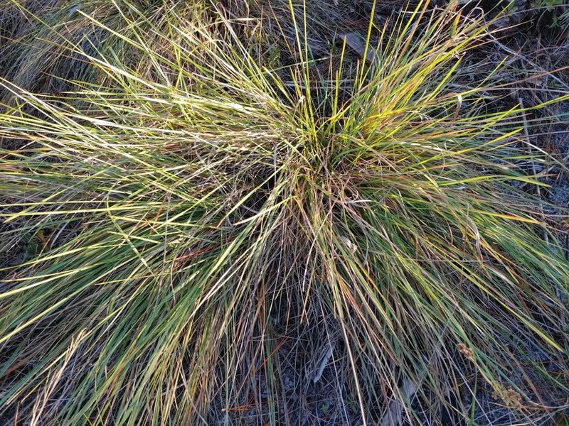 Sporobolus floridanus, photographed by Scott Allen Davis