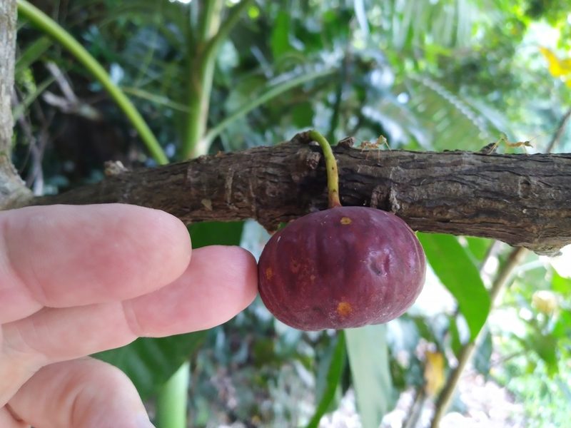 Ficus copiosa, photographed by Steve Fitzgerald