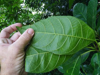Ficus copiosa, photographed by Steve Fitzgerald