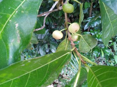 Ficus copiosa, photographed by Steve Fitzgerald