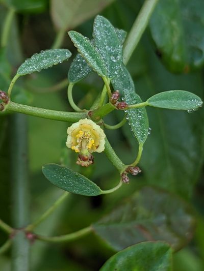 Euphorbia colletioides, photographed by Lyrae