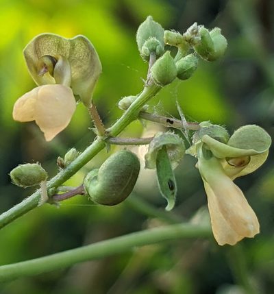Phaseolus lunatus, photographed by Lyrae