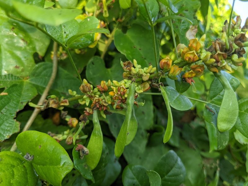 Nissolia fruticosa, photographed by Lyrae
