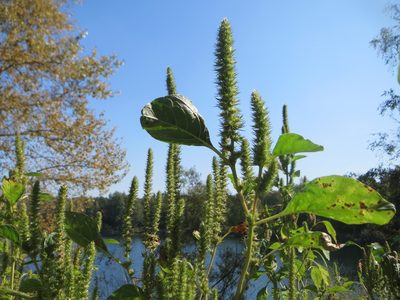 Amaranthus powellii, photographed by Andreas Rockstein