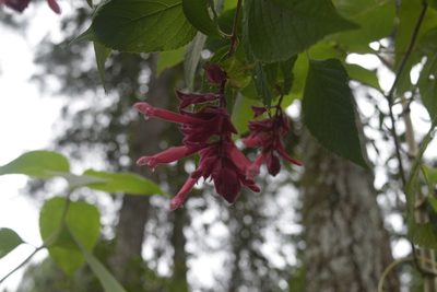 Salvia wagneriana, photographed by Saban-Sequén, E.A.