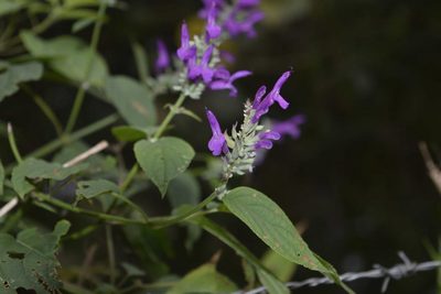 Salvia purpurea, photographed by Saban-Sequén, E.A.