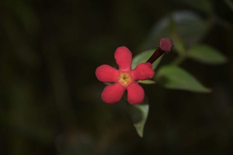 Rovaeanthus strigosus, photographed by Saban-Sequén, E.A.