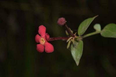 Rovaeanthus strigosus, photographed by Saban-Sequén, E.A.