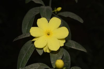 Jasminum mesnyi, photographed by Saban-Sequén, E.A.