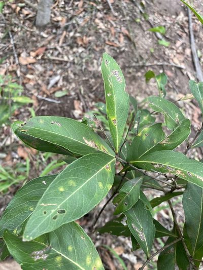 Notelaea punctata, photographed by Greg Tasney