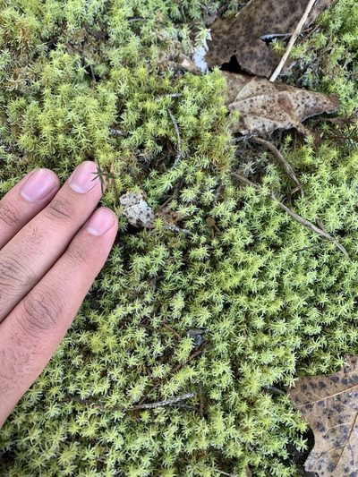 Pleurochaete luteola, photographed by Brandon Corder