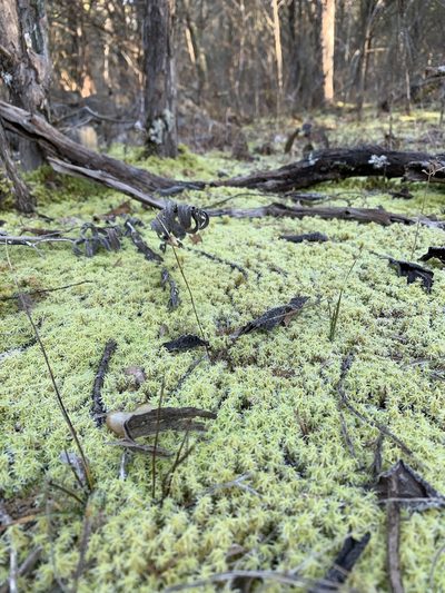Pleurochaete luteola, photographed by Brandon Corder