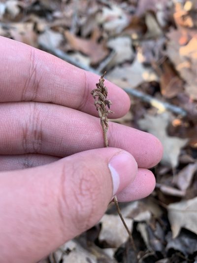 Spiranthes ovalis, photographed by Brandon Corder