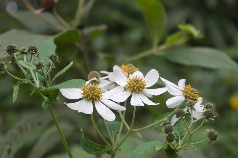 Montanoa pteropoda, photographed by Saban-Sequén, E.A.