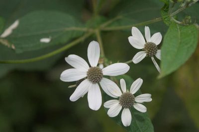 Montanoa pteropoda, photographed by Saban-Sequén, E.A.