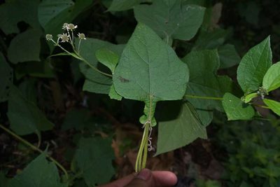 Montanoa pteropoda, photographed by Saban-Sequén, E.A.