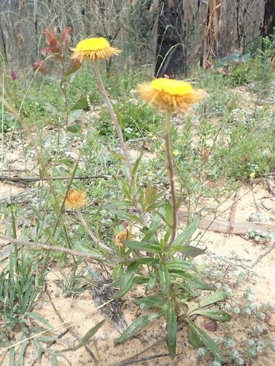 Coronidium oxylepis, photographed by Will Cornwell