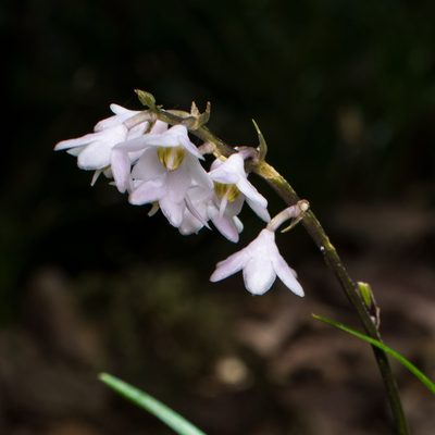 Ophiopogon japonicus, photographed by Timur Kalininsky